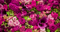 اسانس دسته گل صنعتی (پایه روغنی)